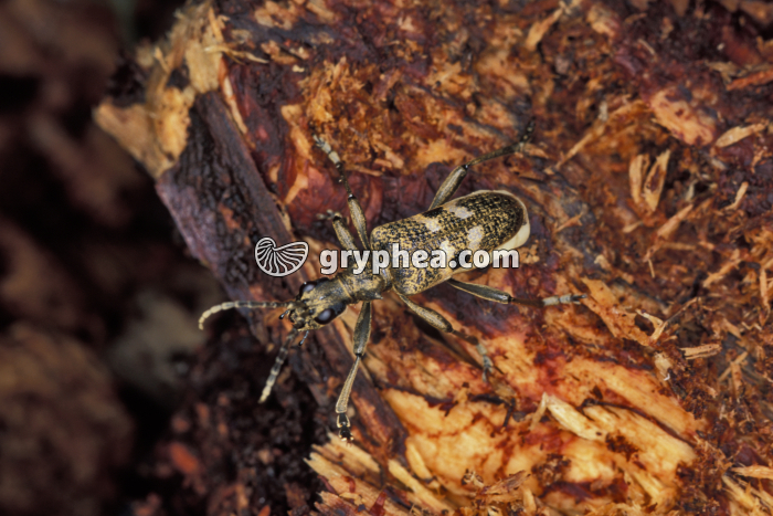 Rhagie - gryphea.com